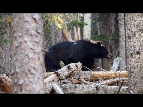 CT Lawmakers Introduce New Bill Governing Bear Hunts
