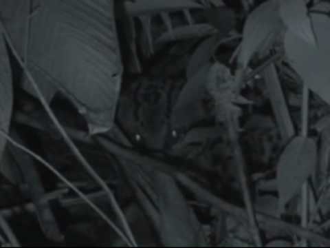 Ocelot eats sloth next to labs on BCI, Panama