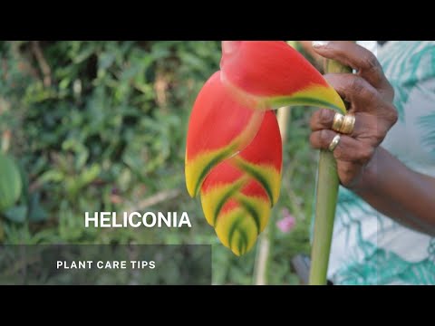 Heliconia - Simple propagation through division of its Rhizome and Plant Care tips.