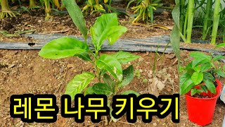 레몬 나무 키우기