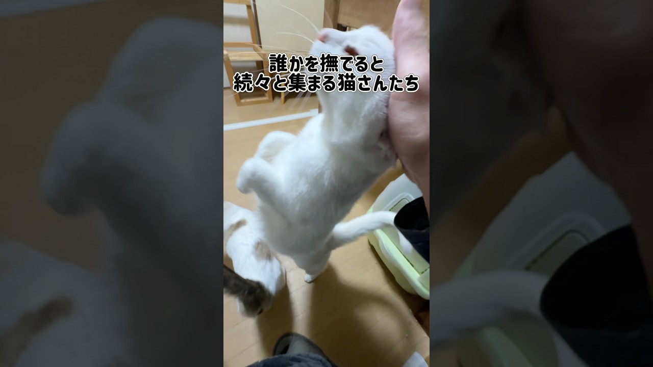 保護猫を好きなだけ撫でられる家はどうですか？ #cat