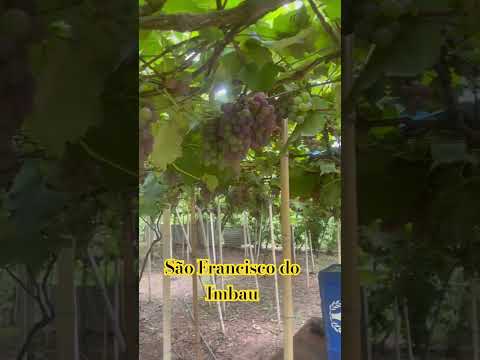 São Francisco do Imbau Pr