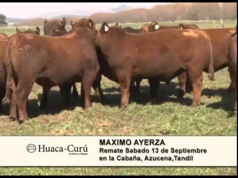 Maximo Ayersa  - Cabaña  Huaca Curu