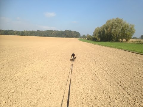 Training tracking dog  Kjerro van Blutsenhof