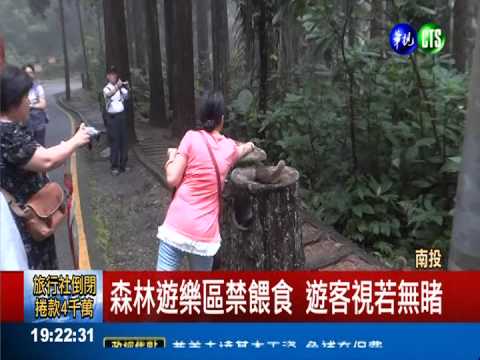 溪頭遊客亂餵食 松鼠吃出文明病
