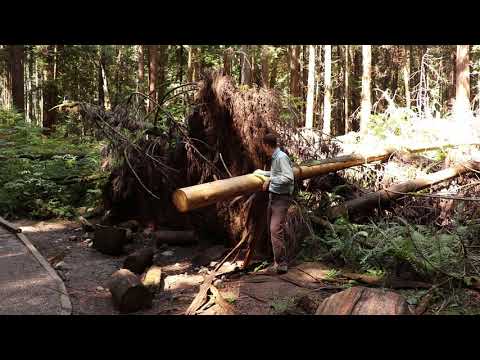 CWH Ecology - Gap Disturbance - Cedar Blowdown