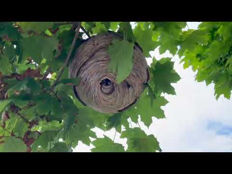 Taking a Closer Look at an Active Bald-Faced Hornets Nest in Titusville, NJ