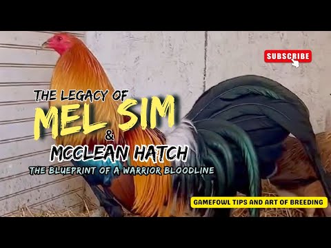 Mel Sims & the McLean Hatch Legacy: The Blueprint of a Warrior Bloodline