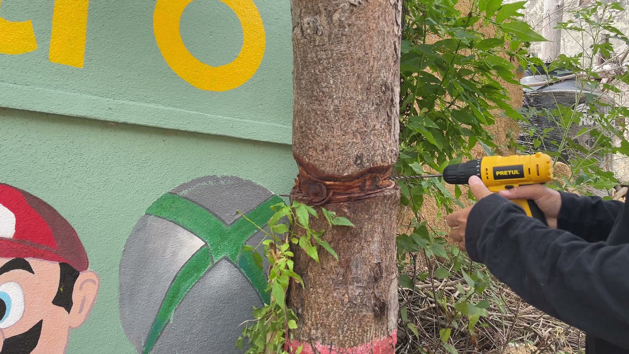 Cómo “secar” un palo que nos daña la pared de la casa 