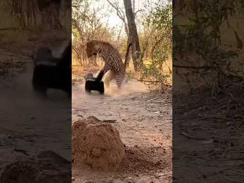Honey Badger goes after Leopard
