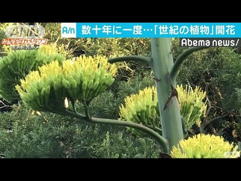 園芸 ハーバードリュウゼツラン