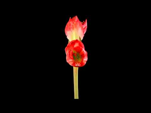 Time Lapse Amaryllis Flower Blooming