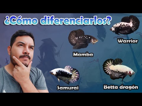 Diferencia entre Betta Dragon, Warrior, Samurai y Mamba negra
