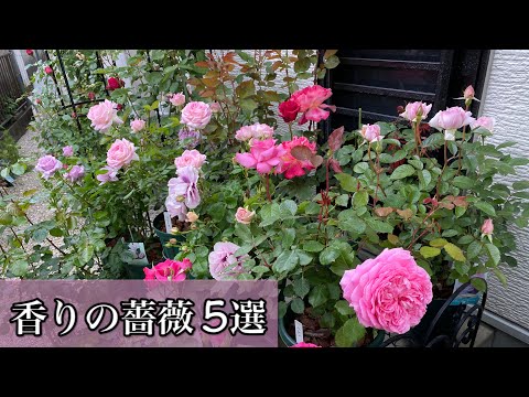 最も香りのよいバラの品種トップ 5: 歴史、栽培、維持管理  庭園