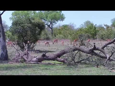 Djuma: Impalas with a few new lambs - 09:54 - 11/10/21