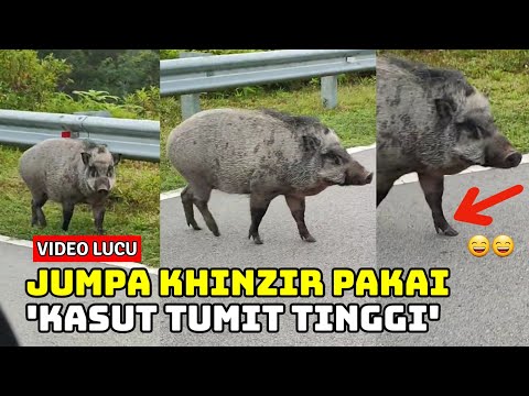 VIDEO LUCU KHINZIR BERKAKI TUMIT TINGGI CURI PERHATIAN RAMAI