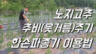 노지고추 추비(웃거름) 쉽게 주는방법. 한손 파종기 이용해요