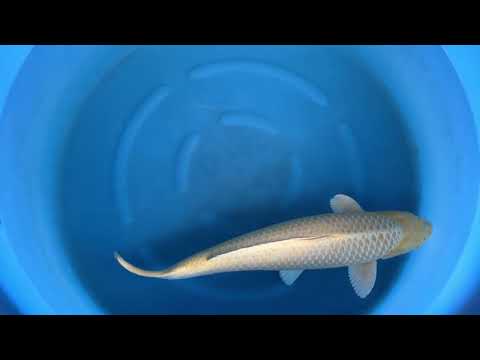 Nbr 9 JKS AC: 3Y Female Yamabuki 71 cm