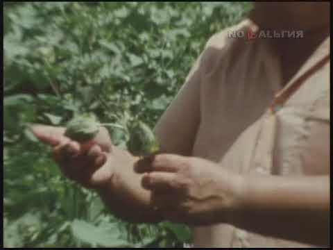Узбекистан. Уборка урожая хлопчатника в условиях небывалой жаркой погоды 9.08.1983