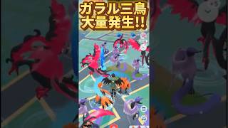 【コミュデイ】ガラル三鳥大量発生‼️『✨神イベント✨』 【ポケモンGO】