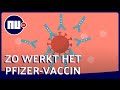 Zo moet het Pfizer-vaccin het coronavirus in je lichaam bestrijden | NU.nl