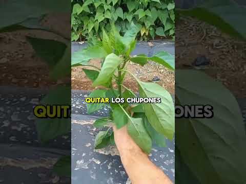 Mini guia para cultivo de pimiento o pimenton✅ #pimientos #agricultura #consejosagricolas #agro #col