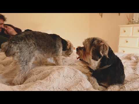 Happy Pregnant Couple Relaxing on Bed with their Pet Dogs l puppy