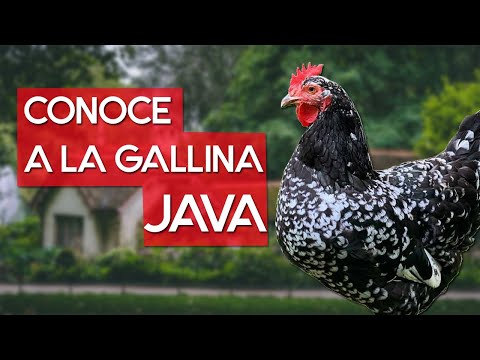 , title : 'Gallina Java 🐔 La raza moteada resistente al frio'