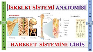 1- İskelet Sistemi Anatomisi // Kemik Tipleri  Ke