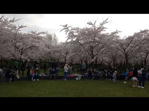 Cherry blossom Park 2018 Amsterdam/Amstelveen