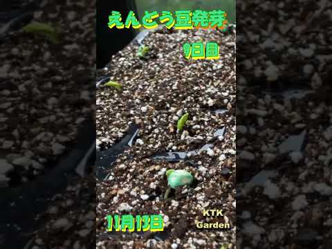 2024 年の月に合わせてエンドウ豆を蒔く時期