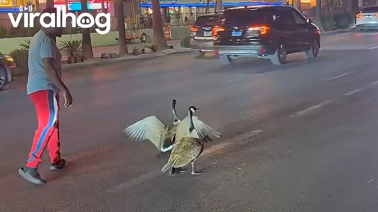 Goose Family Walks The Las Vegas Strip || ViralHog