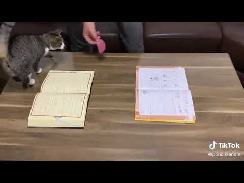 Macja nuk shkel mbi Kuran 2020