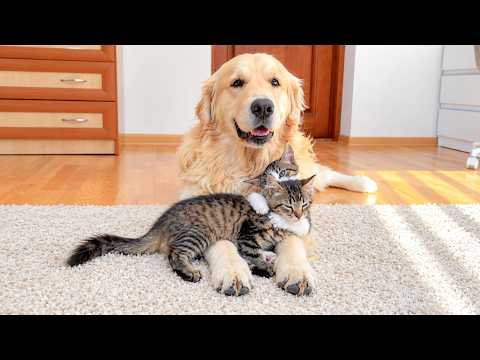 YouTube 썸네일