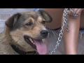 Animal Spay Neuter International