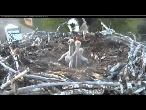 Video 2014 06 02 103720 Bonking at Breakfast