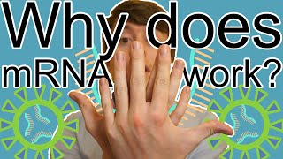Why does mRNA work? | mRNA COVID Vaccines