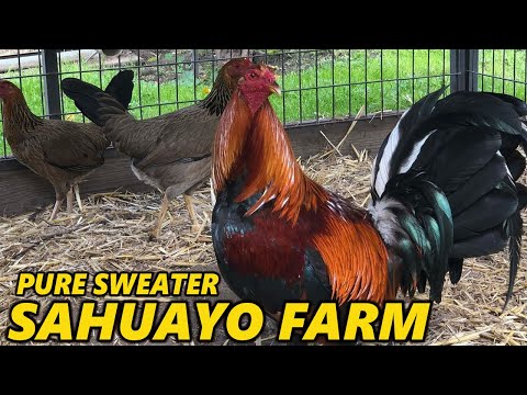 Pure Sweater Penny Hatch Roundhead Yellow Leg - Sahuayo Farm Beautiful Birds