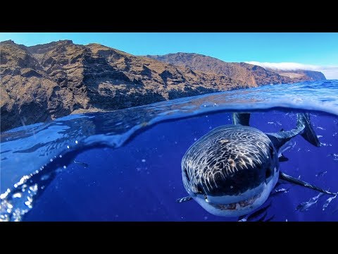 GoPro: Great White Shark Cage Diving!! | MicBergsma