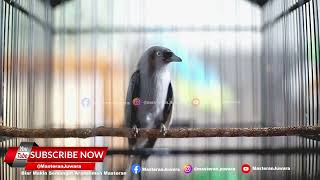 Download lagu #1🔴Srigunting Abu Abu Tembakan Isian Sangat Ampuh Untuk Masteran Murai Batu Andalan mp3