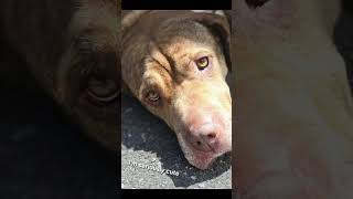 Video preview image #1 Chinese Shar-Pei-Unknown Mix Puppy For Sale in Woodbury, NY, USA