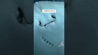 水族館でエイさんが1番好き