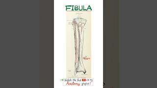 Download lagu The Fibula -  Anatomy of the Lower Limbs... #doctor #nurse  #anatomy #physiology #biology #surgery mp3