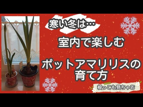 園芸 アマリリスを種まきで増やす
