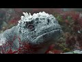 Robotic Iguana Jumps In At The Deep End