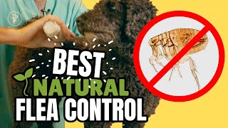 Natural Flea Control?