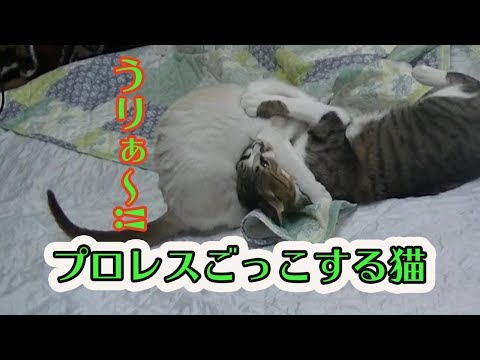 プロレスごっこする猫　cat's wrestling