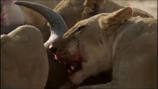 Download lagu pertarungan singa vs banteng mp3 Download lagu pertarungan singa vs banteng mp3