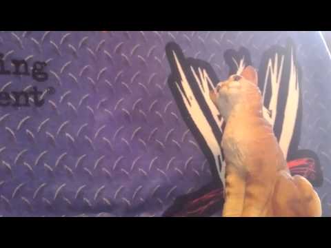 Kitty fights with John Seana