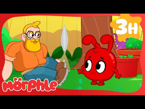 Helping Daddy in the Garden 🪴 | Morphle's Family | Preschool Cartoons